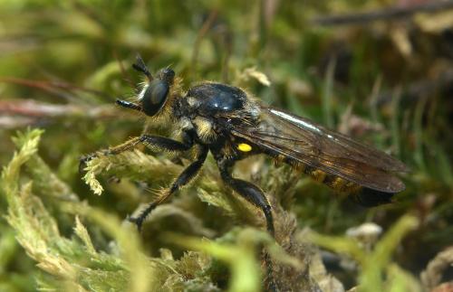Réf. 213 738 : Choerades fimbriata